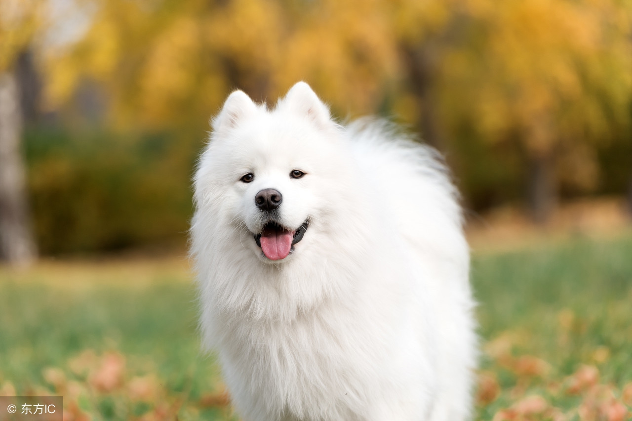 狗狗走路扭屁股是不是髋关节问题,狗狗走路摇晃是什么病