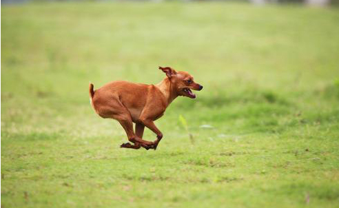 小鹿犬适合在楼房里养吗,小鹿犬和比熊哪个更好养