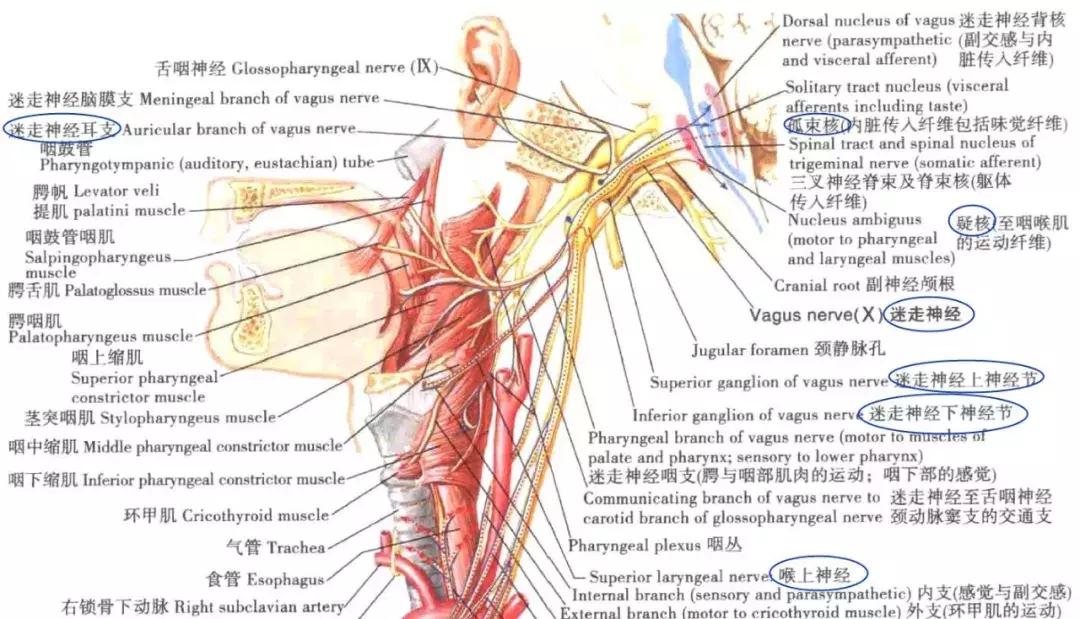 谁说解剖太枯燥?小编带你领略解剖学的精彩世界!
