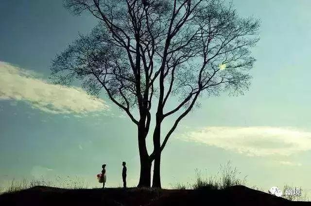 舒婷致橡树原文赏析,舒婷致橡树朗诵及赏析