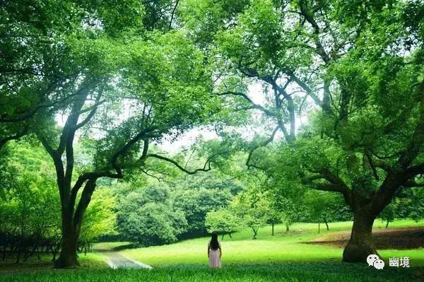 舒婷致橡树原文赏析,舒婷致橡树朗诵及赏析