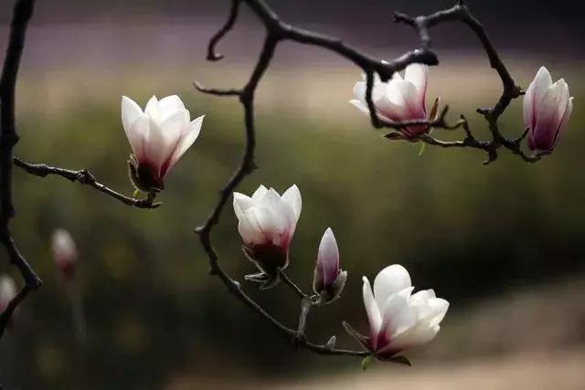 成都市赏花一日游,成都附近赏花一日游推荐表