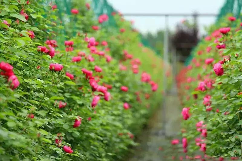 成都市赏花一日游,成都附近赏花一日游推荐表