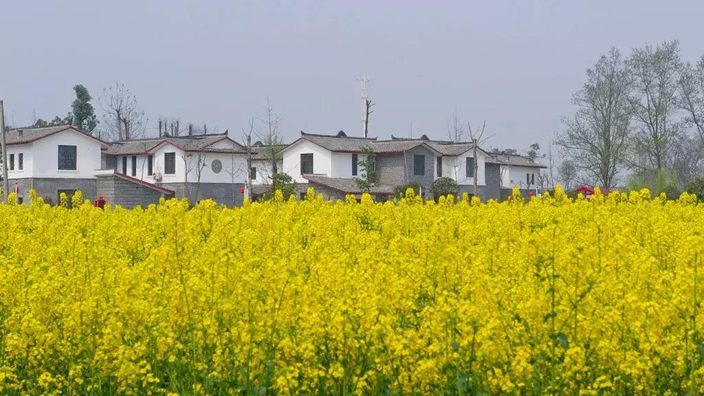 成都市赏花一日游,成都附近赏花一日游推荐表