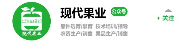 小叶病如何解决,怎么样防治小叶病打什么药