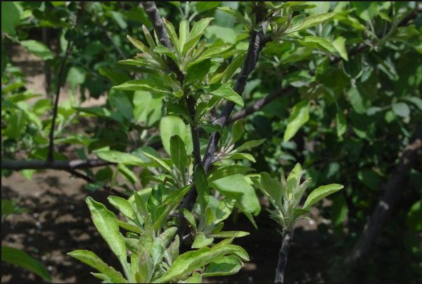 小叶病如何解决,怎么样防治小叶病打什么药