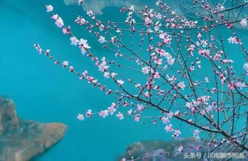 河南最美桃花海,浪漫西藏林芝桃花有多惊艳