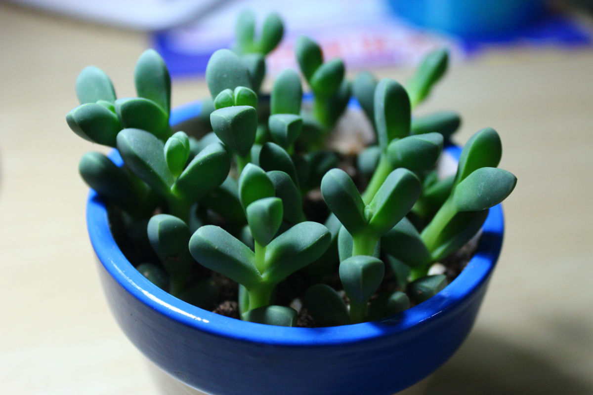 鹿角海棠干瘪了怎么办,鹿角海棠为什么不长底部发干