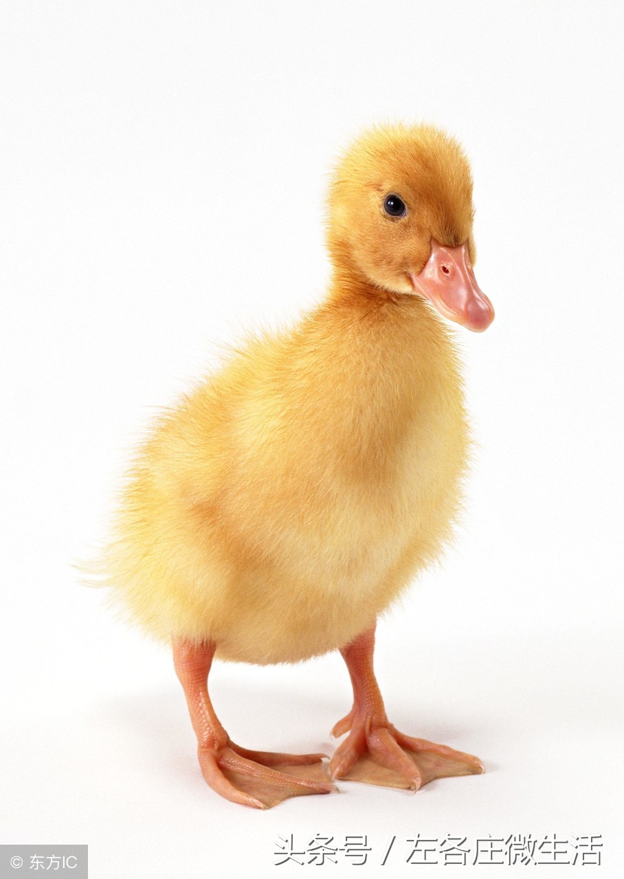 「清河故事」胜芳松花蛋的由来