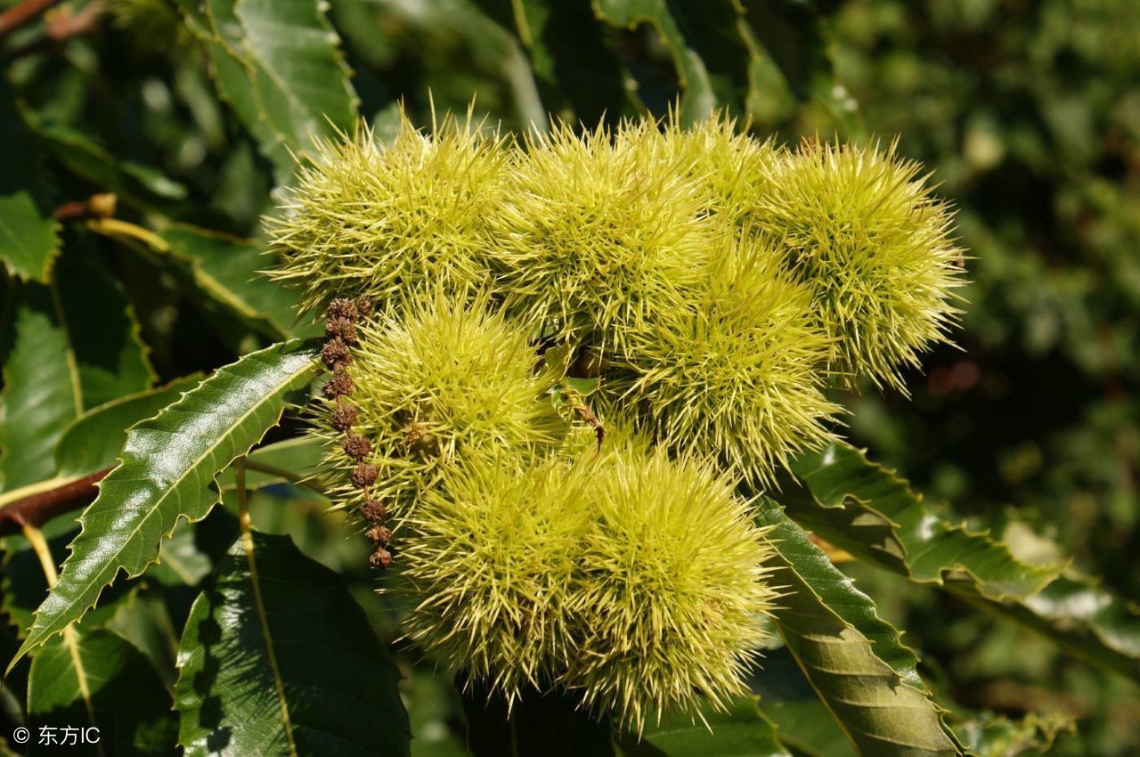 这些好吃的水果你吃过吗,这些好吃的零食你吃过吗