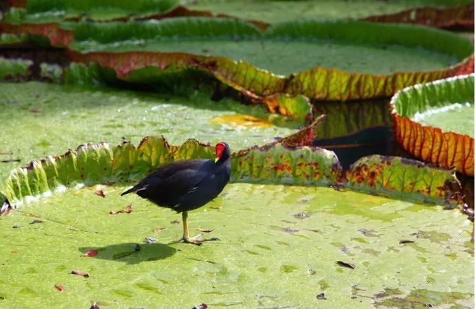 伊甸园免签景点在哪个城市,伊甸园免签的景点在哪里