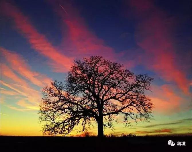 舒婷致橡树原文赏析,舒婷致橡树朗诵及赏析