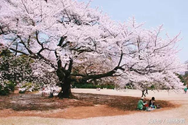 3月东京樱花,东京买房最新信息