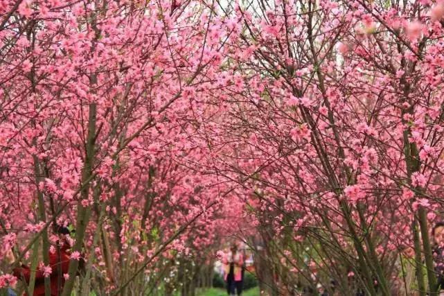成都市赏花一日游,成都附近赏花一日游推荐表