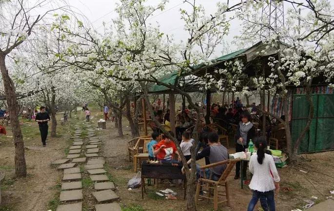 成都市赏花一日游,成都附近赏花一日游推荐表