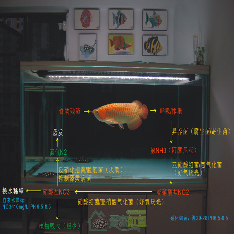 [龙鱼]顺水而为，则龙魟无忧