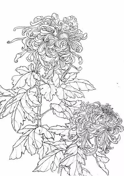教你一步一步勾勒白描菊花,国画菊花勾线白描怎么画