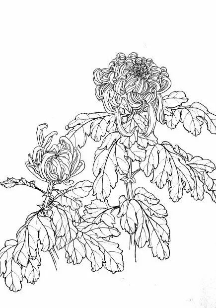 教你一步一步勾勒白描菊花,国画菊花勾线白描怎么画