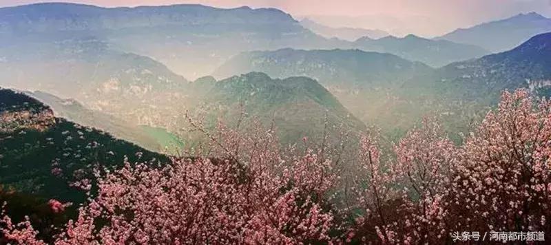 河南最美桃花海,浪漫西藏林芝桃花有多惊艳