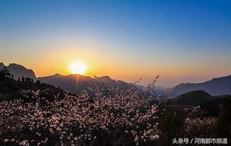 河南最美桃花海,浪漫西藏林芝桃花有多惊艳