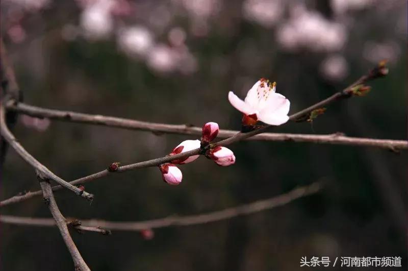 河南最美桃花海,浪漫西藏林芝桃花有多惊艳