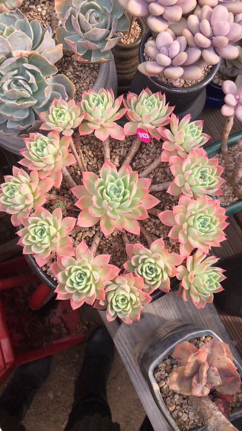 什么样的多肉老桩才值钱？怎样买老桩才不被坑