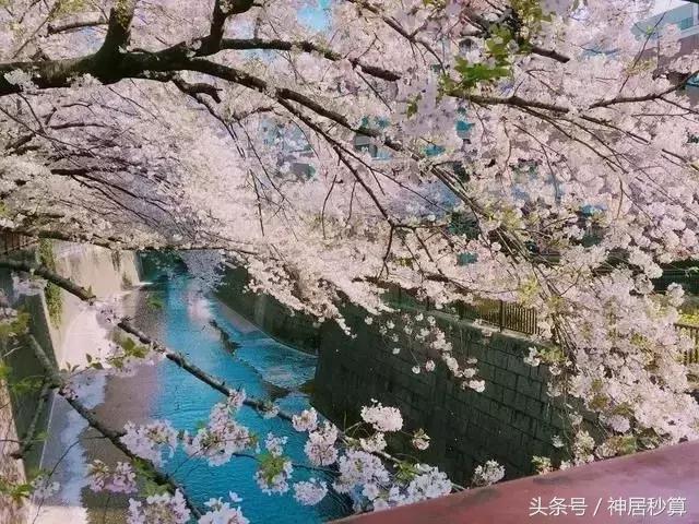 3月东京樱花,东京买房最新信息