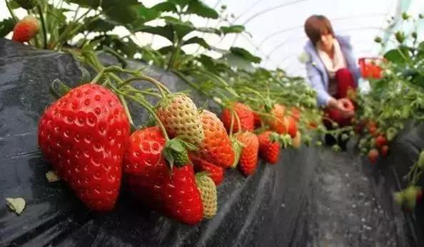 成都市赏花一日游,成都附近赏花一日游推荐表