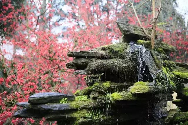 成都市赏花一日游,成都附近赏花一日游推荐表