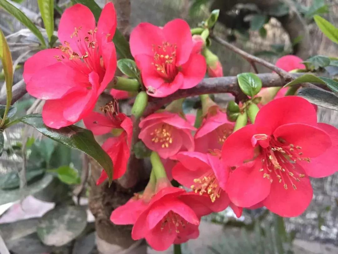 成都市赏花一日游,成都附近赏花一日游推荐表