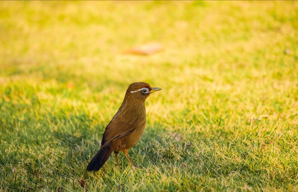 圆头画眉鸟的性格与优劣,画眉鸟传说
