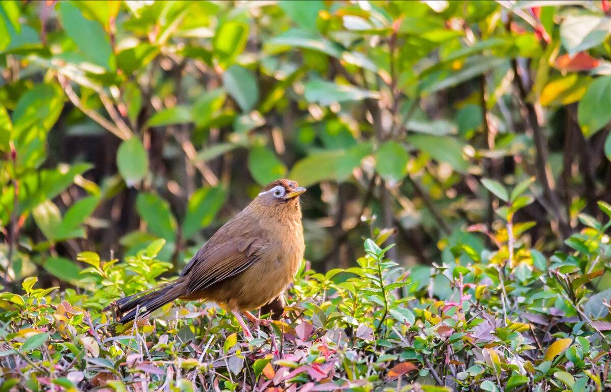 圆头画眉鸟的性格与优劣,画眉鸟传说