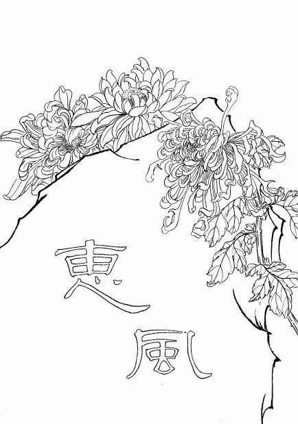 教你一步一步勾勒白描菊花,国画菊花勾线白描怎么画