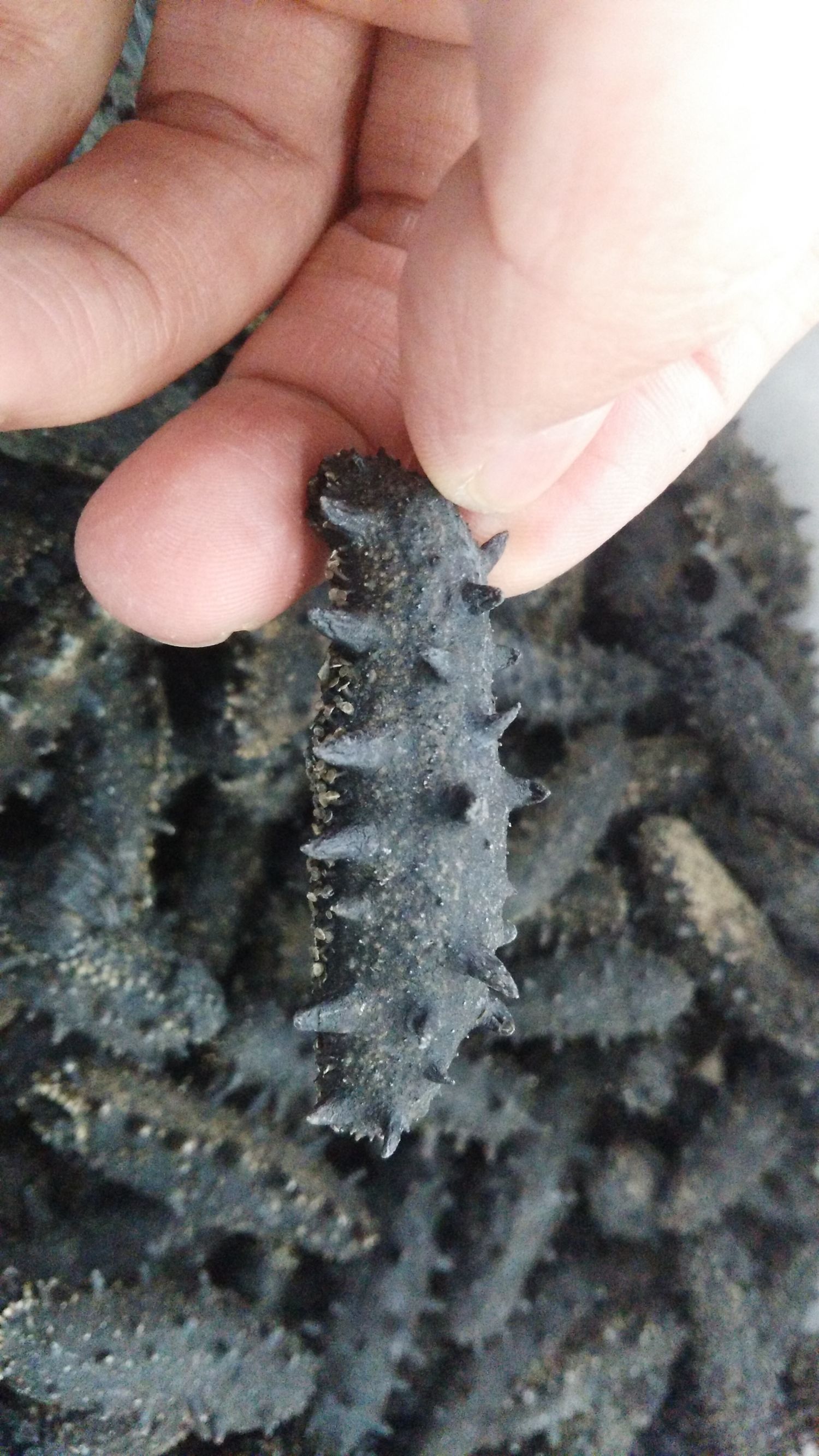 霞浦海参2022价格,南方海参鲁参辽参