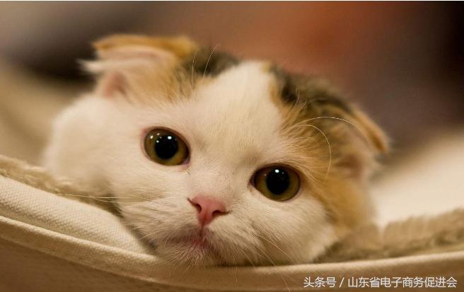 如何选择吉祥好运的微信头像,微信头像改什么会比较好运