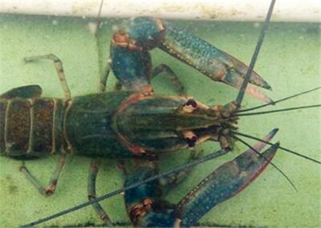 澳洲淡水龙虾养殖成本,2023澳洲淡水龙虾价格表