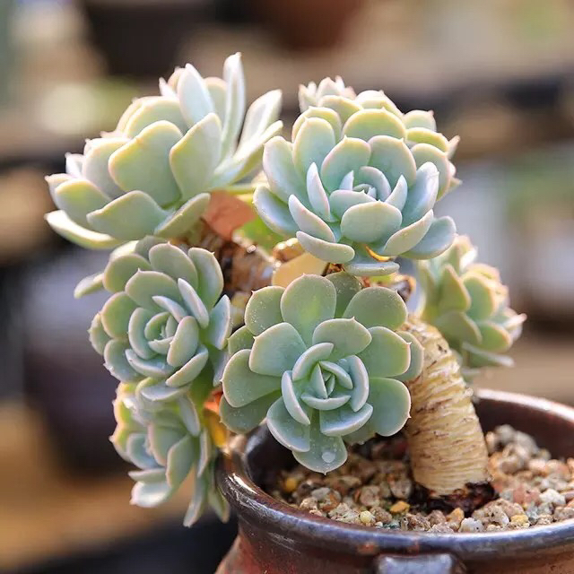 什么样的多肉老桩才值钱？怎样买老桩才不被坑