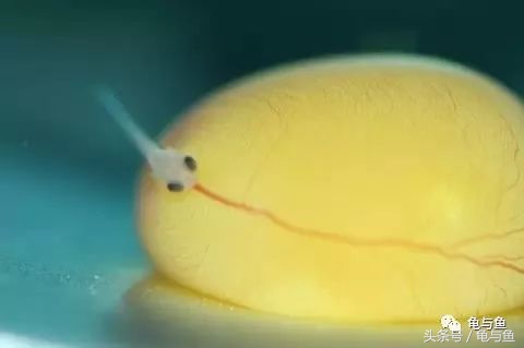 过背金龙鱼成长记录,过背金龙鱼1个月能长多少