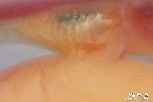 过背金龙鱼成长记录,过背金龙鱼1个月能长多少