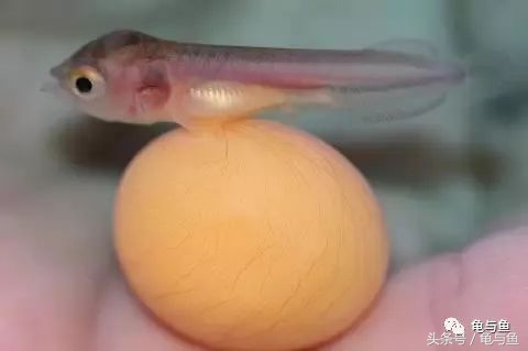 过背金龙鱼成长记录,过背金龙鱼1个月能长多少