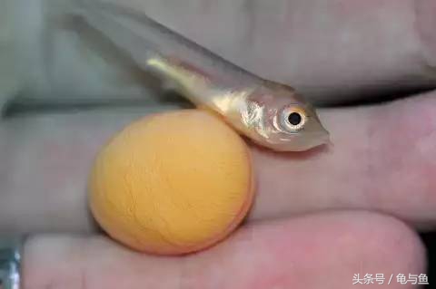 过背金龙鱼成长记录,过背金龙鱼1个月能长多少