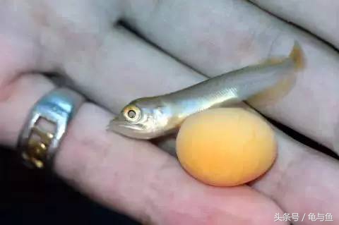 过背金龙鱼成长记录,过背金龙鱼1个月能长多少