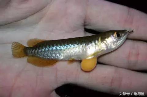 过背金龙鱼成长记录,过背金龙鱼1个月能长多少