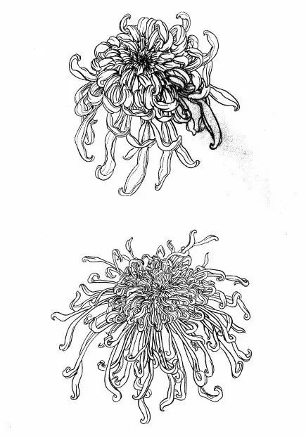 教你一步一步勾勒白描菊花,国画菊花勾线白描怎么画