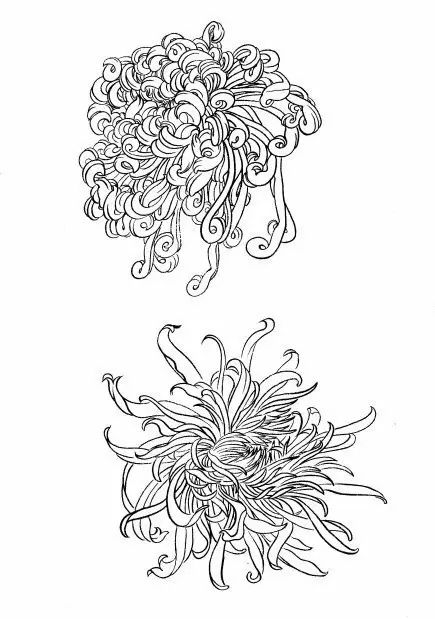 教你一步一步勾勒白描菊花,国画菊花勾线白描怎么画