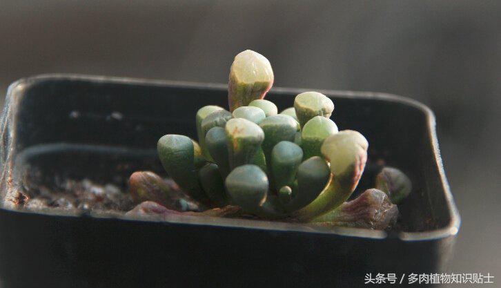 缺光照射多肉,多肉缺光怎样预防徒长