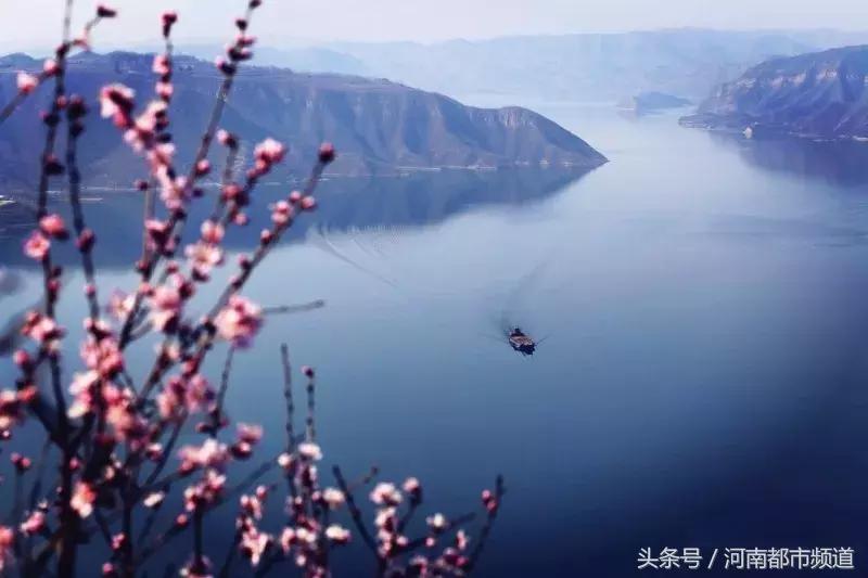 河南最美桃花海,浪漫西藏林芝桃花有多惊艳