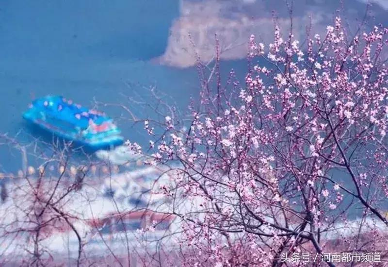 河南最美桃花海,浪漫西藏林芝桃花有多惊艳