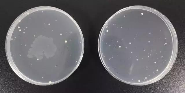 粉扑怎么消除细菌,清洗粉扑细菌