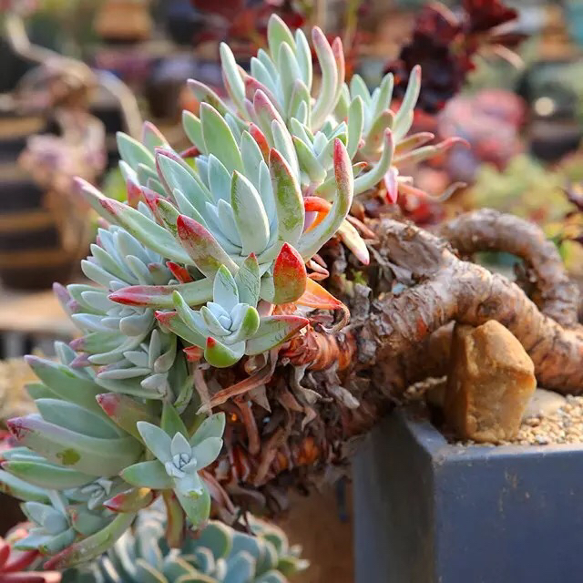 什么样的多肉老桩才值钱？怎样买老桩才不被坑